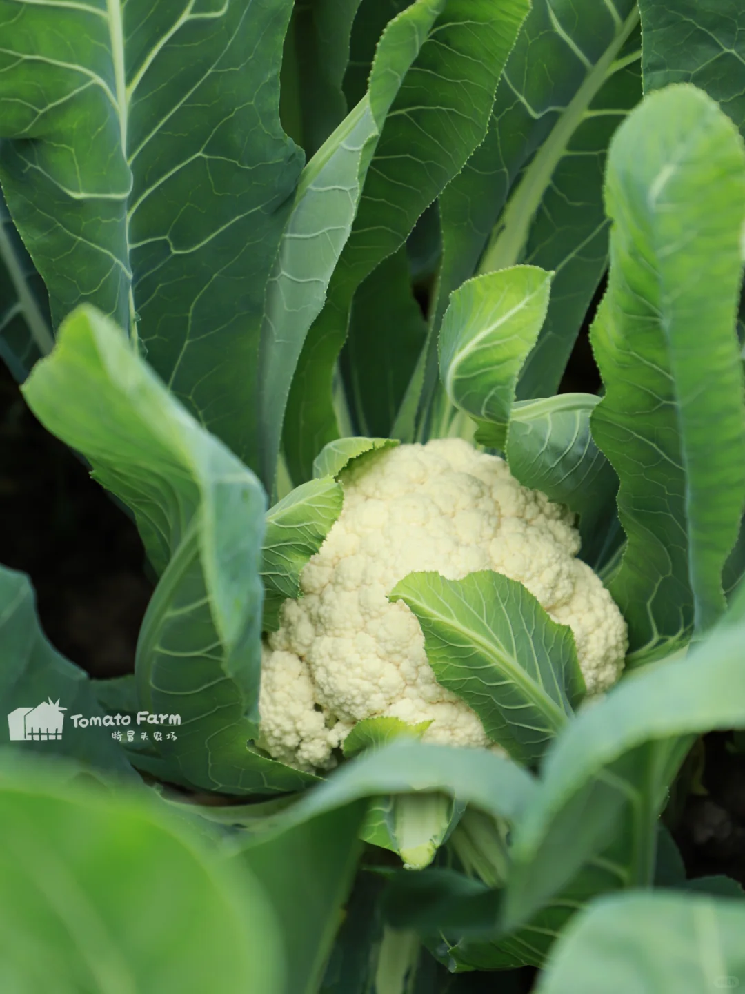 冬天的农场也是生机勃勃滴！一起摘花菜呀~