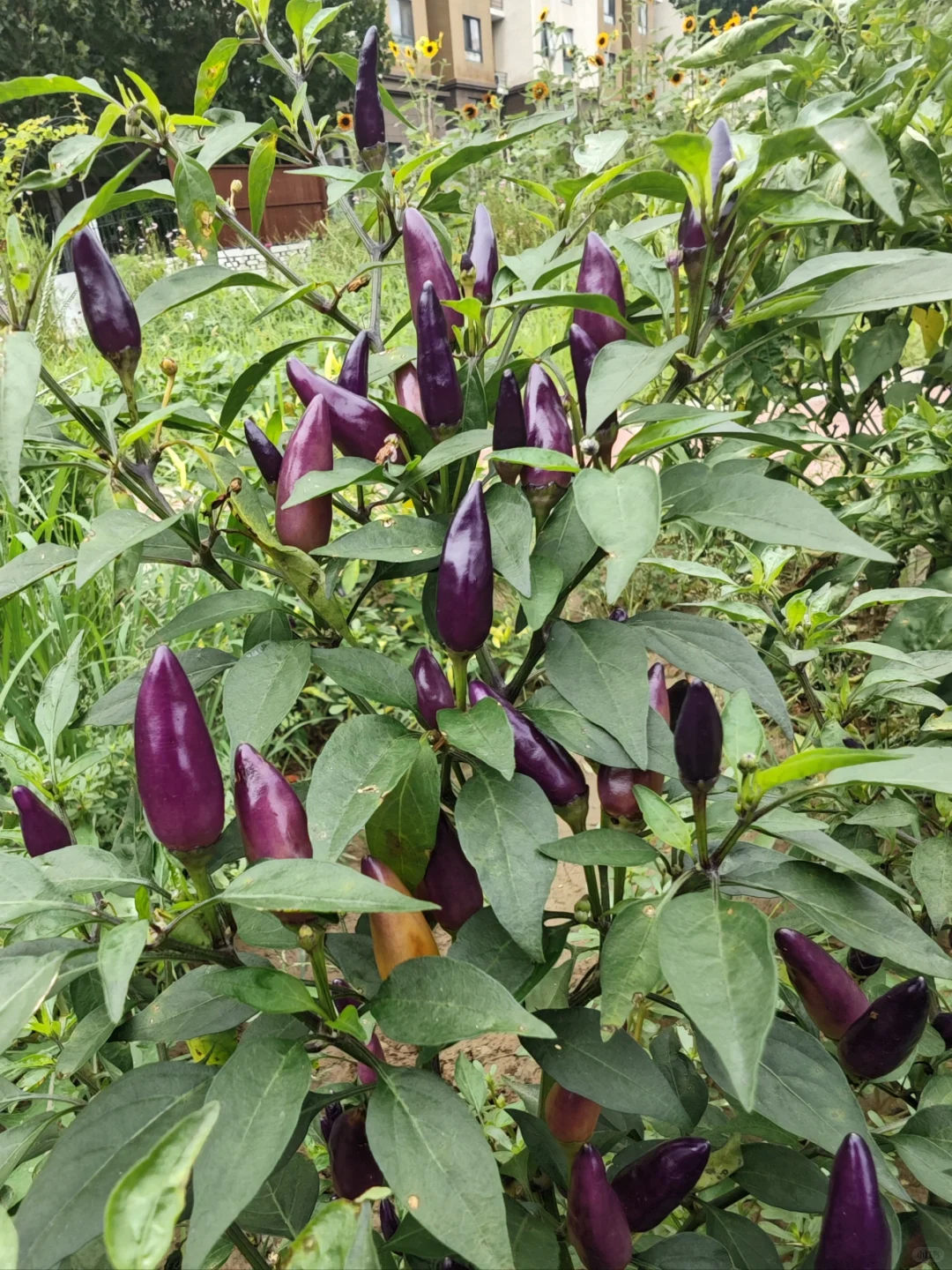 人间烟火气?田园风光美好又治愈?