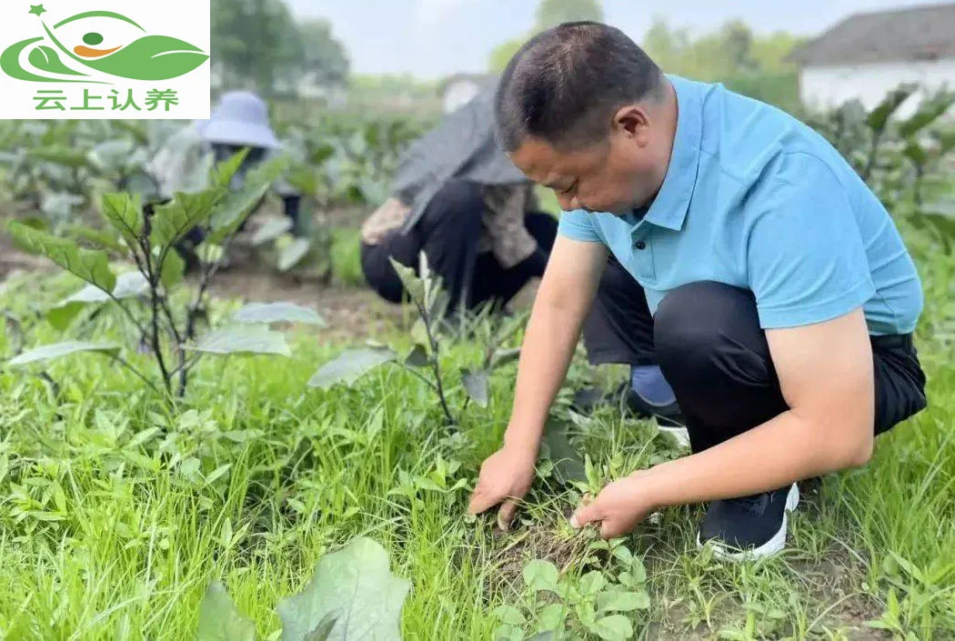 云上认养——土地认养模式，发展前景如何？