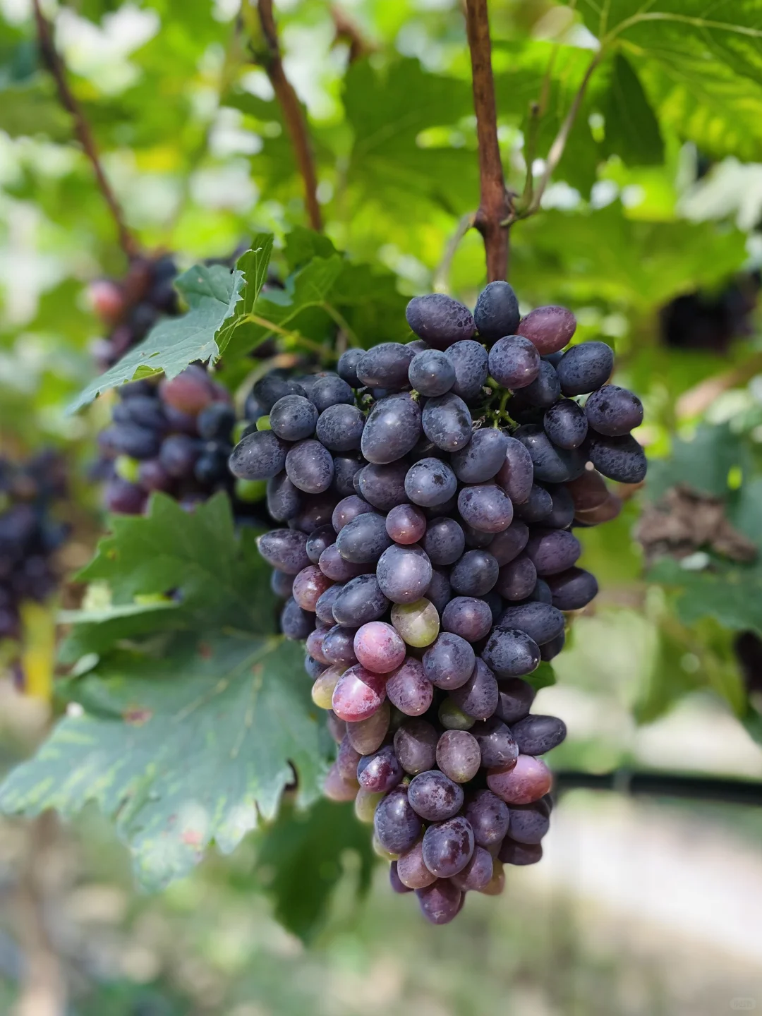 田园的慢生活｜纯天然绿色瓜果蔬菜