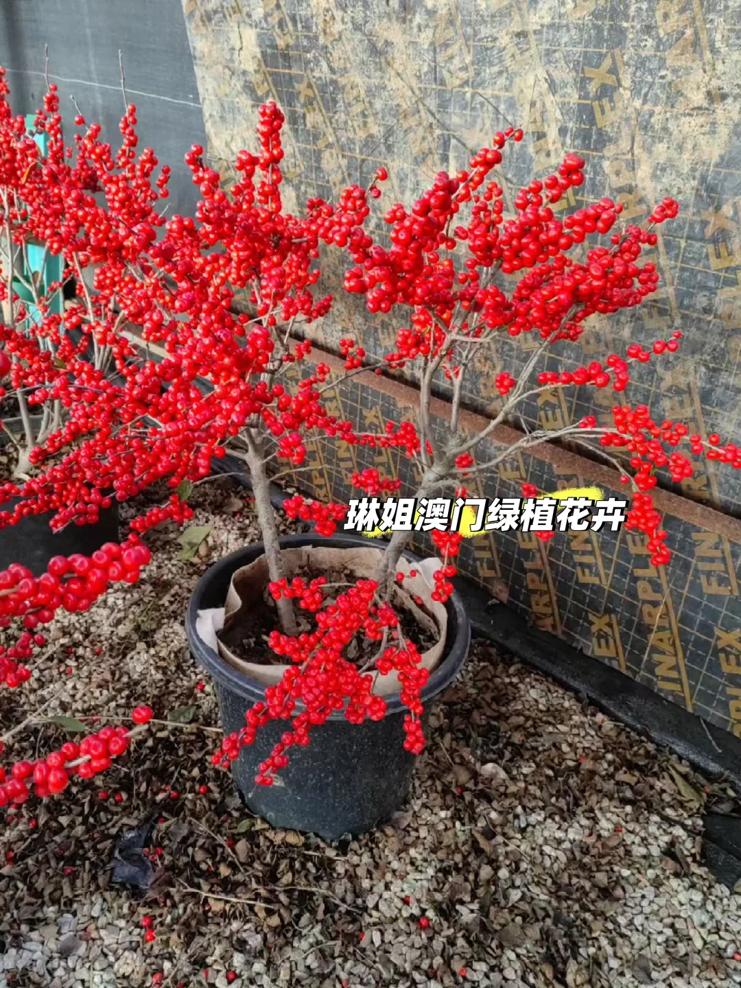 澳門??直供 紅果冬青、聖誕樹?