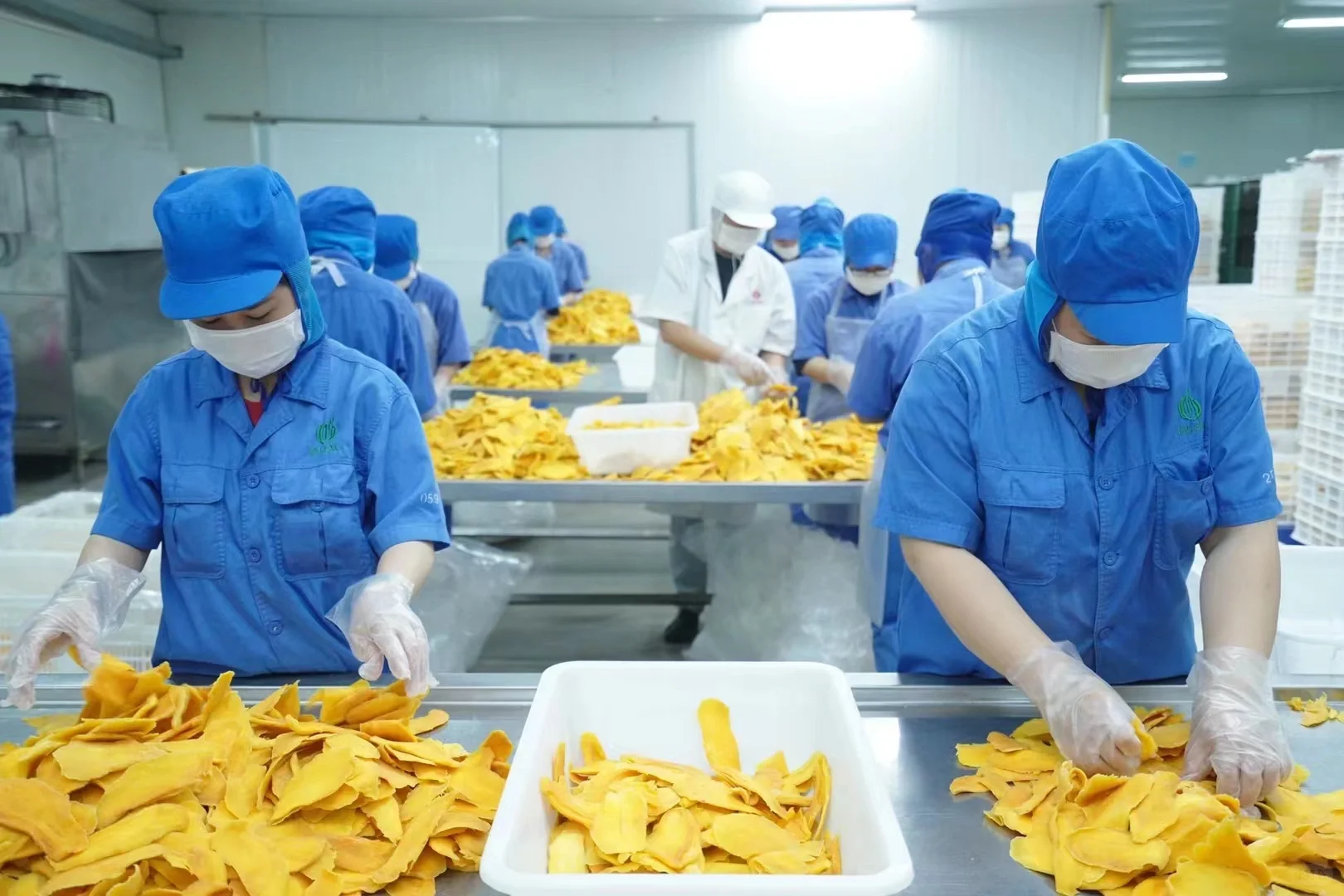 越南芒果干工厂 寻找中国的经销商