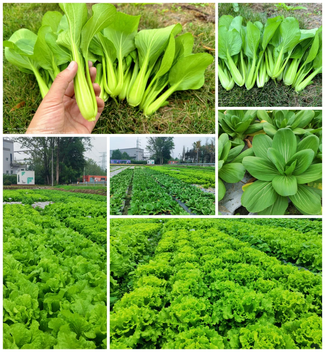 秋收系列||冬季叶菜大合集