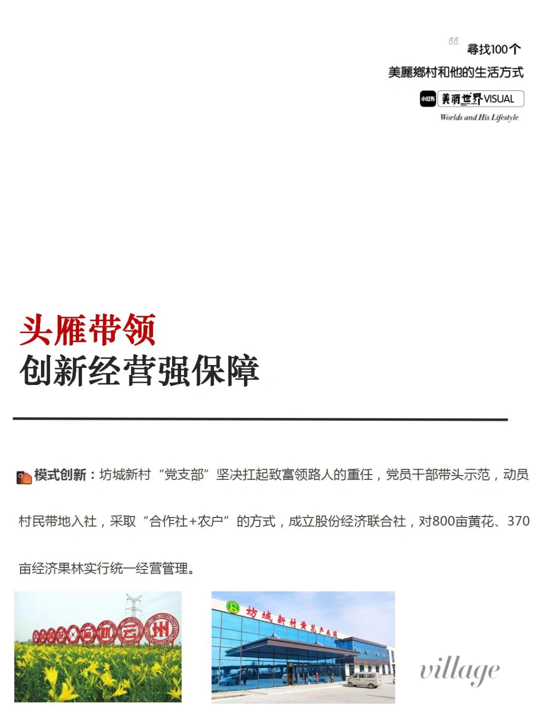 乡村振兴｜小黄花开出大产业