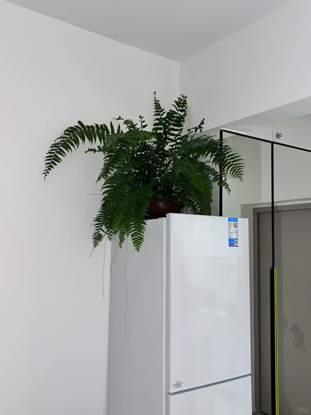 均价不到20的植物