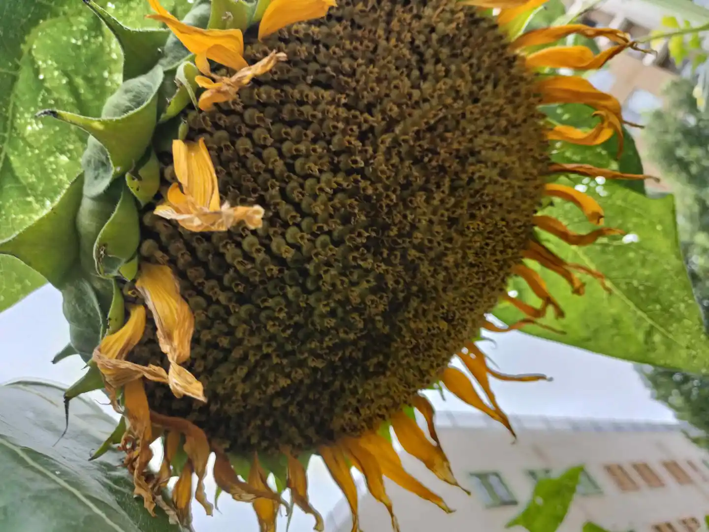 人间烟火气?田园风光美好又治愈?