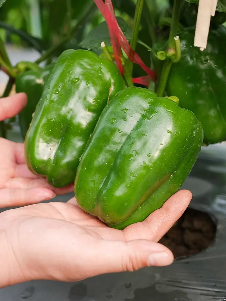 春天种上这6种菜，能吃几个月根本摘不完