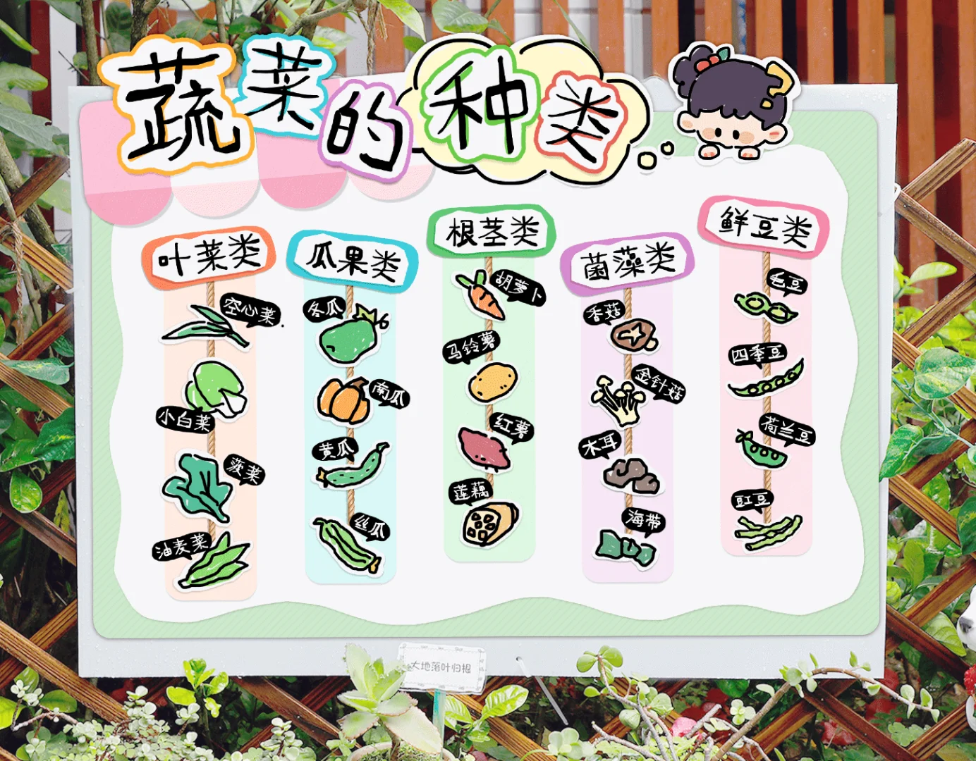 植物角：蔬菜的种类