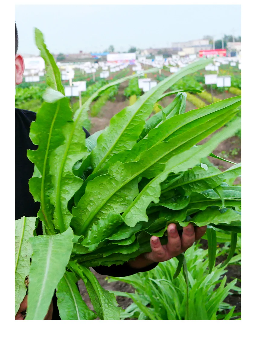 早春抢先种这些菜，收获快，光照不好也能种