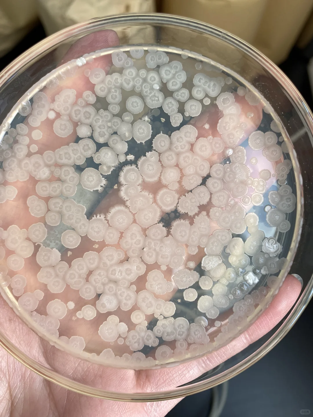 食品微生物菌落总数