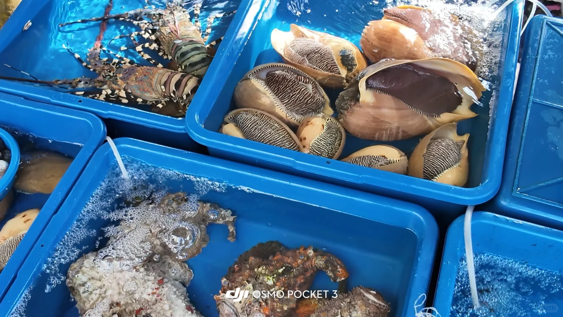 仙本那海鲜市场避坑攻略?2025最新价+砍价