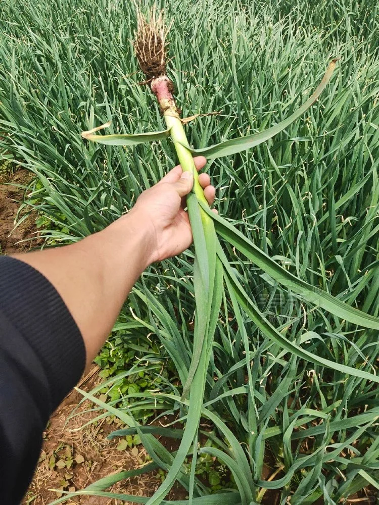 早春抢先种这些菜，收获快，光照不好也能种