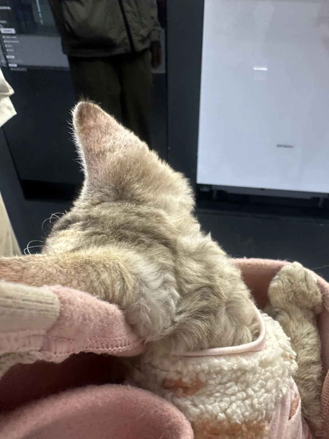 三口之家?计划启动！