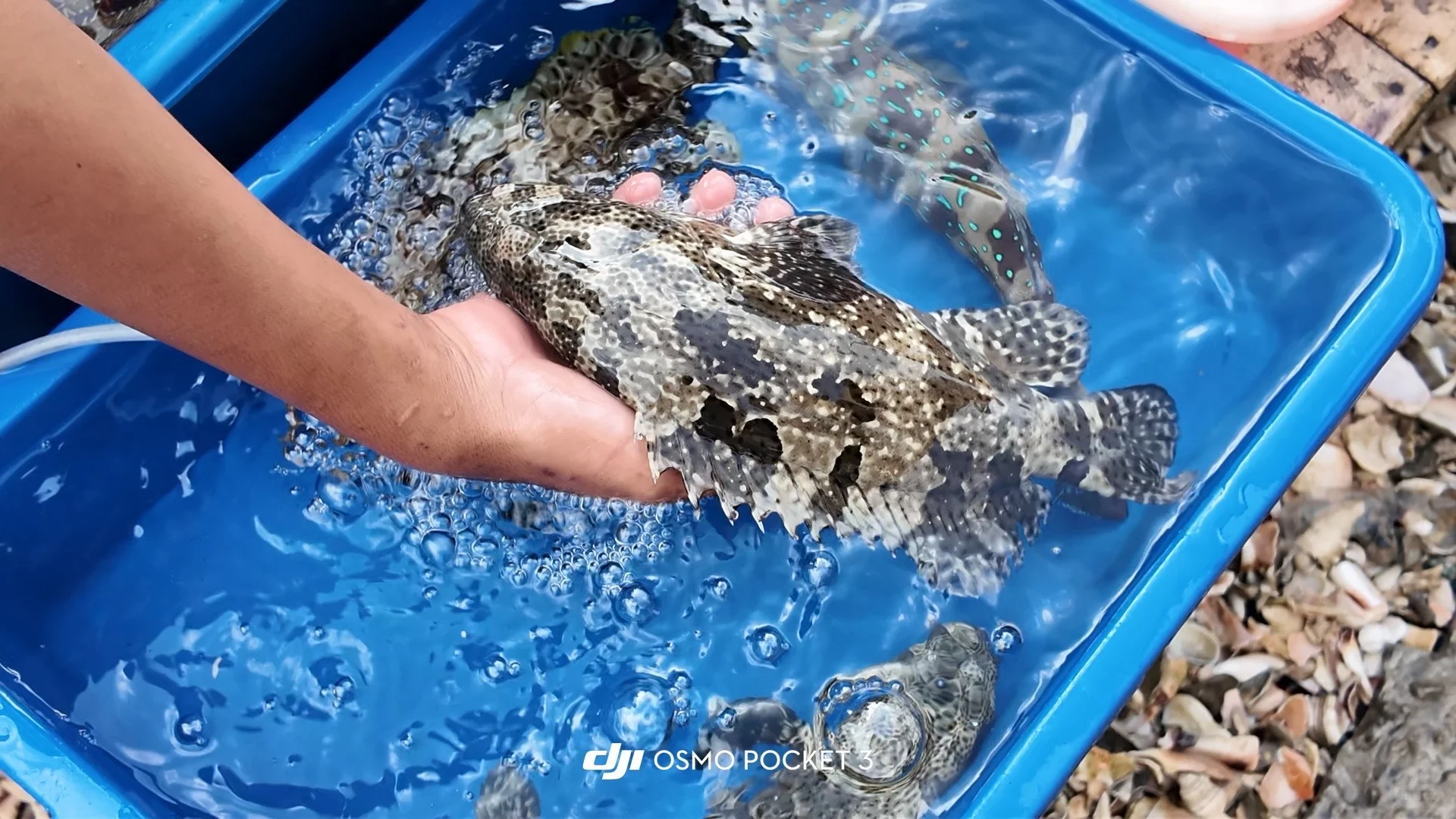 仙本那海鲜市场避坑攻略?2025最新价+砍价