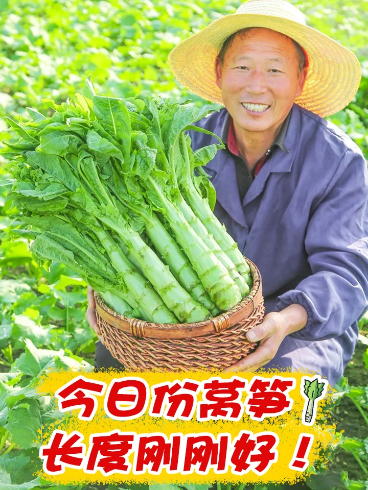 【莴笋种植日记：从绿意萌动到餐桌上的清新】