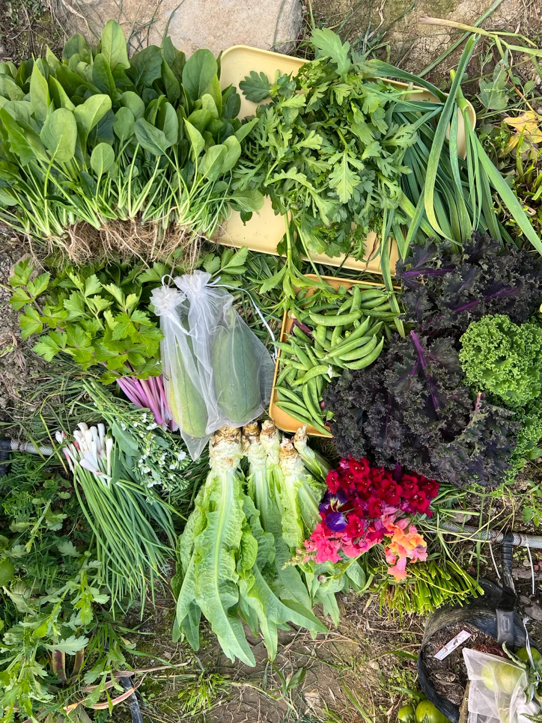 ?你能认出几种菜（附套种案例）