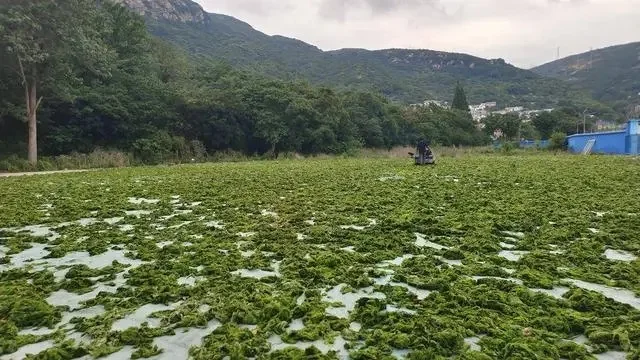 干燥技术助力浒苔资源再利用