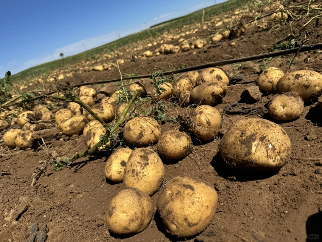土豆也有天花板，你相信吗