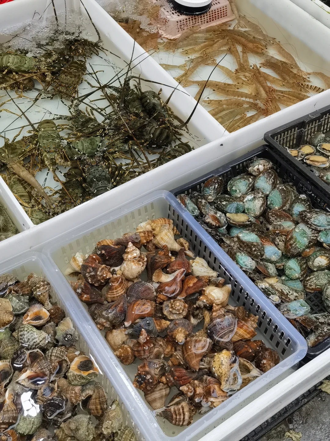 海陵岛海鲜攻略｜海鲜市场+餐馆一条龙