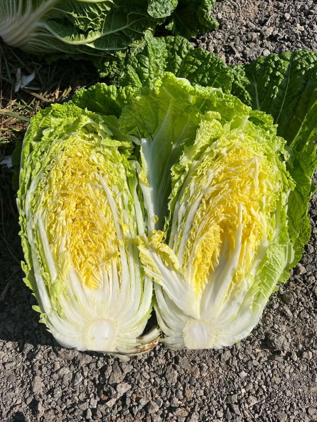 自家种的有机大白菜，留一部分给?吃