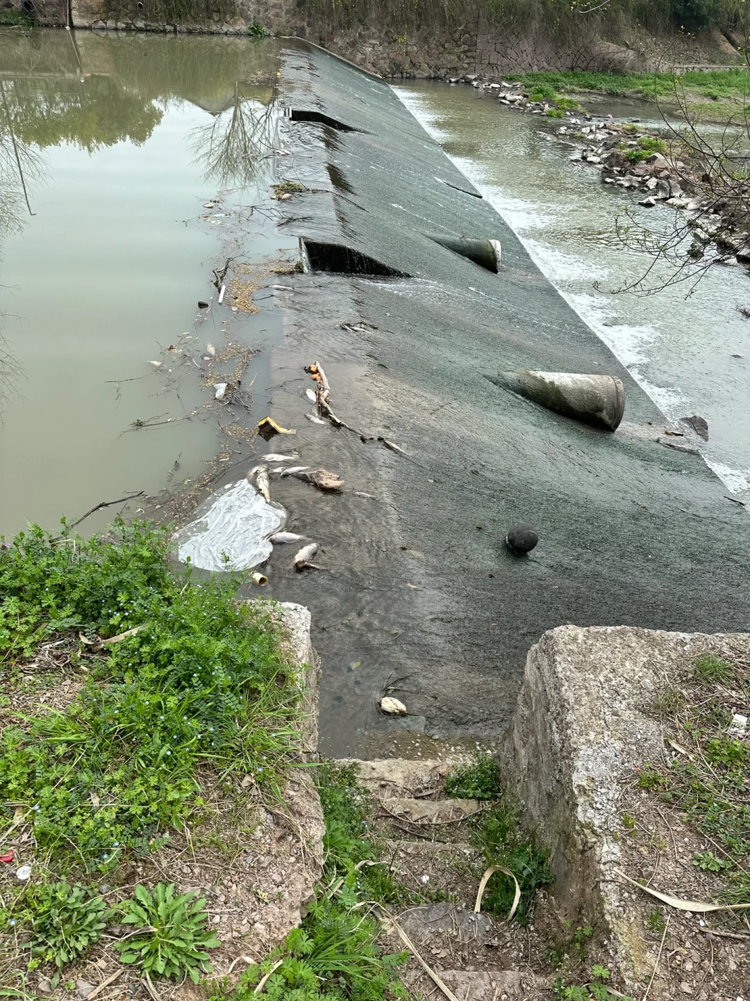 带娃上山捡松鳞，为种蓝莓费尽心思
