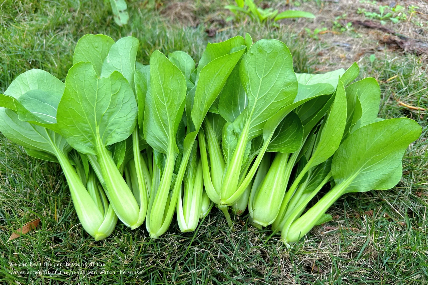 秋收系列||冬季叶菜大合集