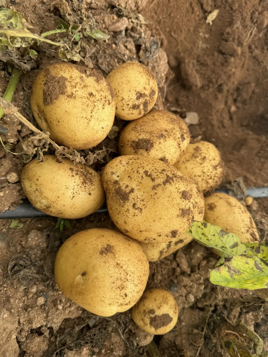 土豆也有天花板，你相信吗