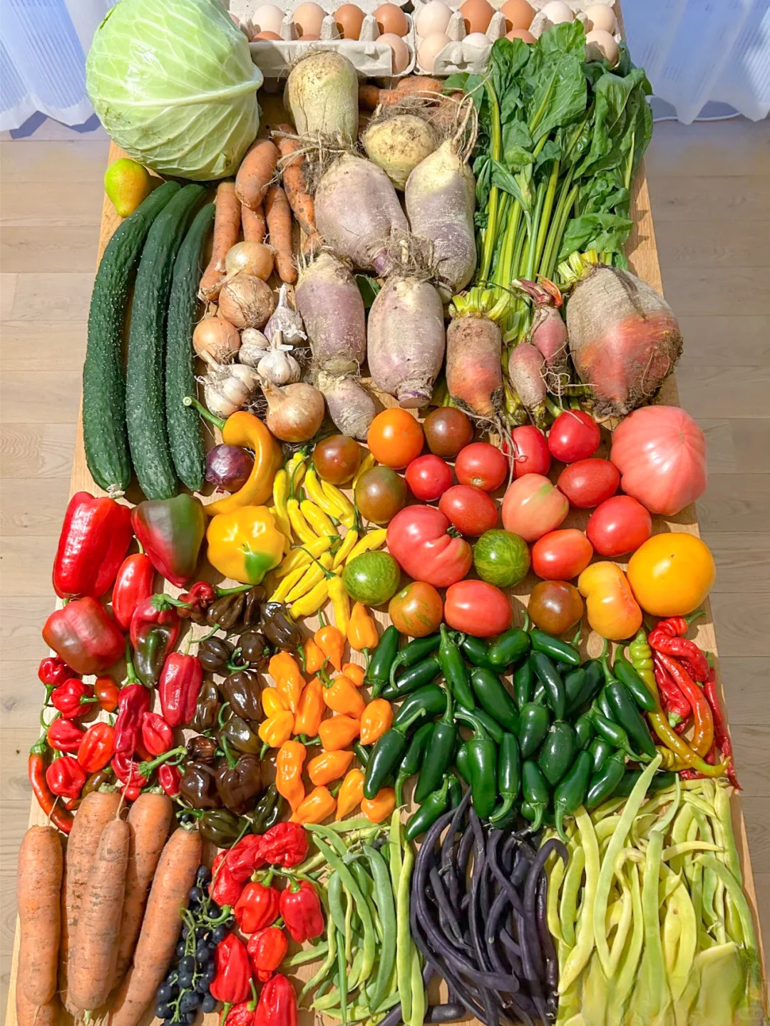 这个收成，在种菜界是什么水平？