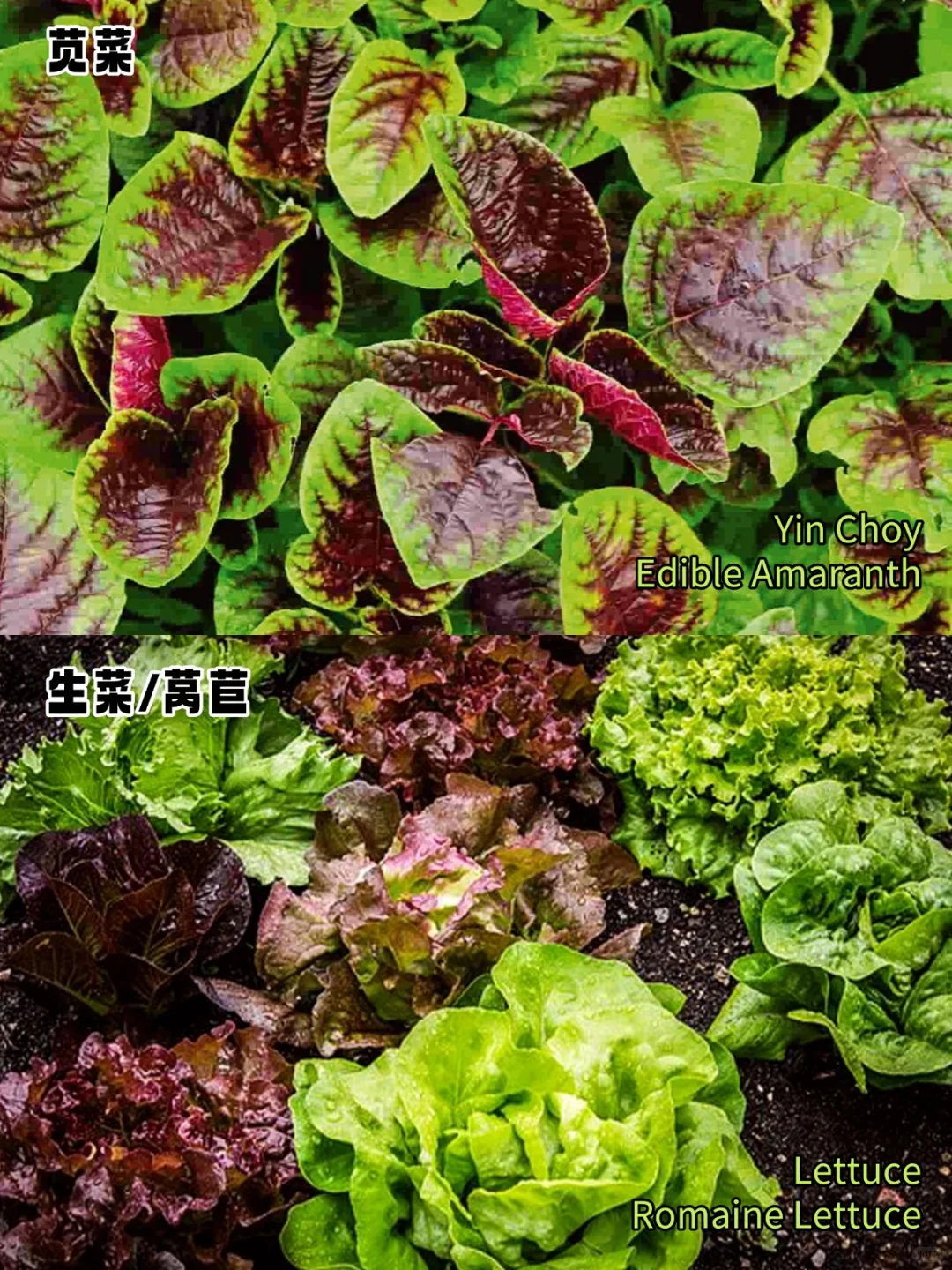 加拿大常见蔬菜中英文对照?叶菜篇