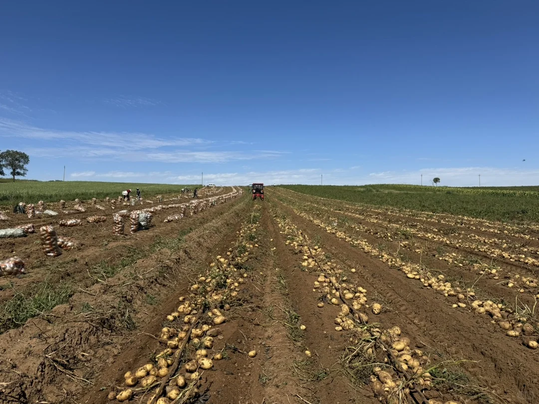 土豆也有天花板，你相信吗