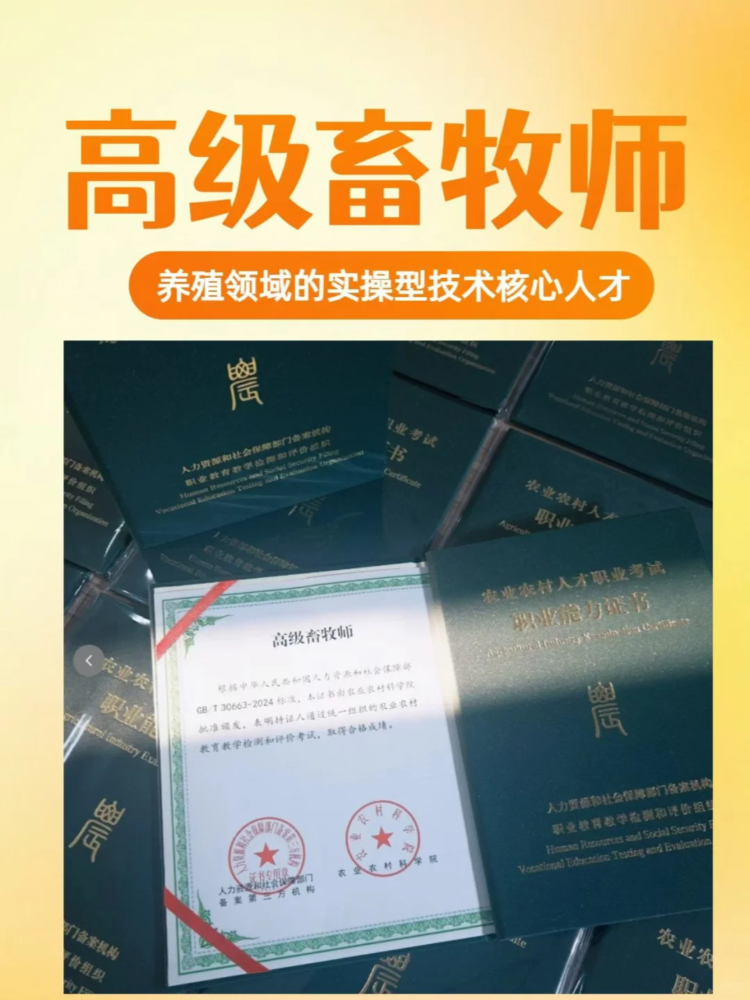 高级畜牧师✅