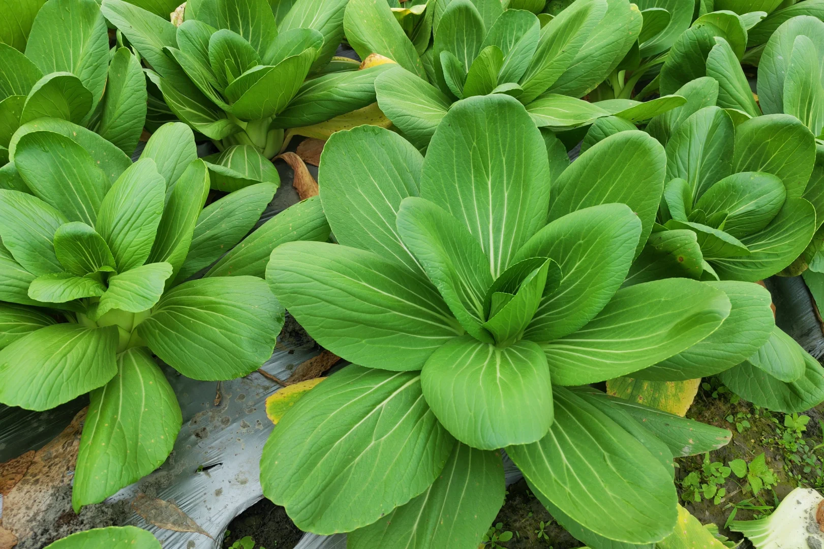 秋收系列||冬季叶菜大合集