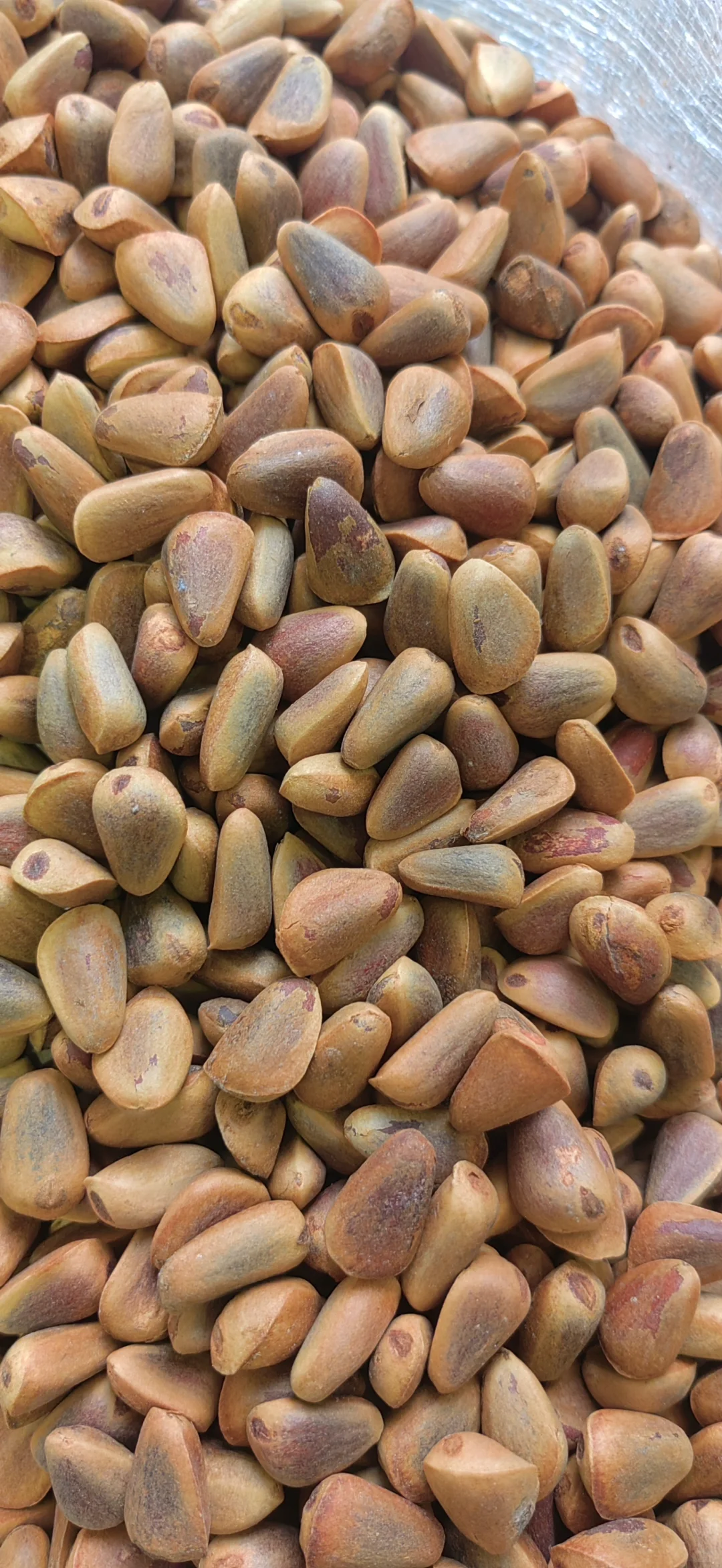 找松子货源的朋友看过来