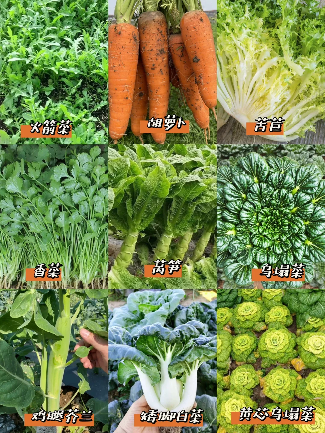 我秋播的一些耐寒蔬菜品种??