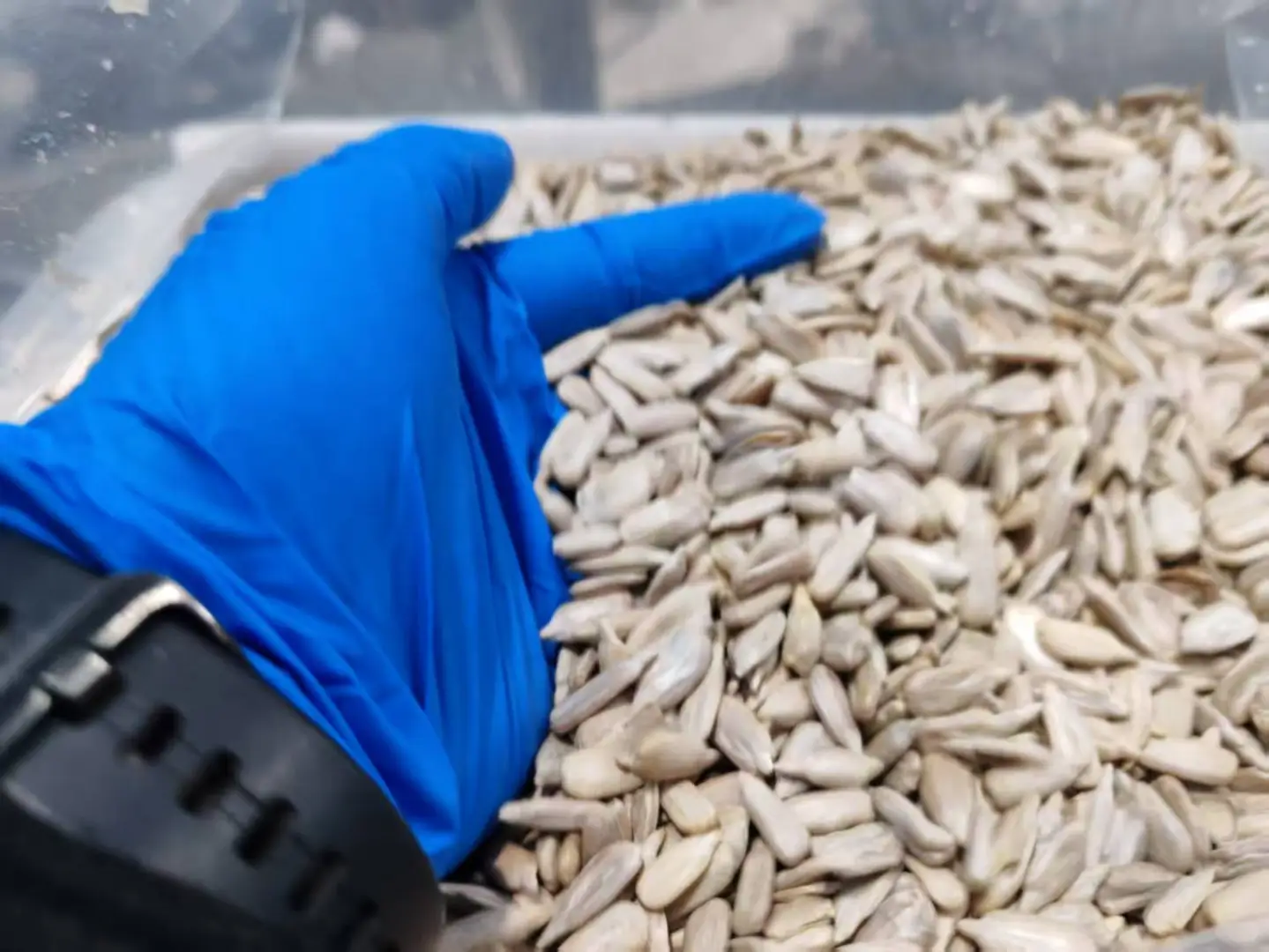 出口葵花仁，源头工厂加工，质量优