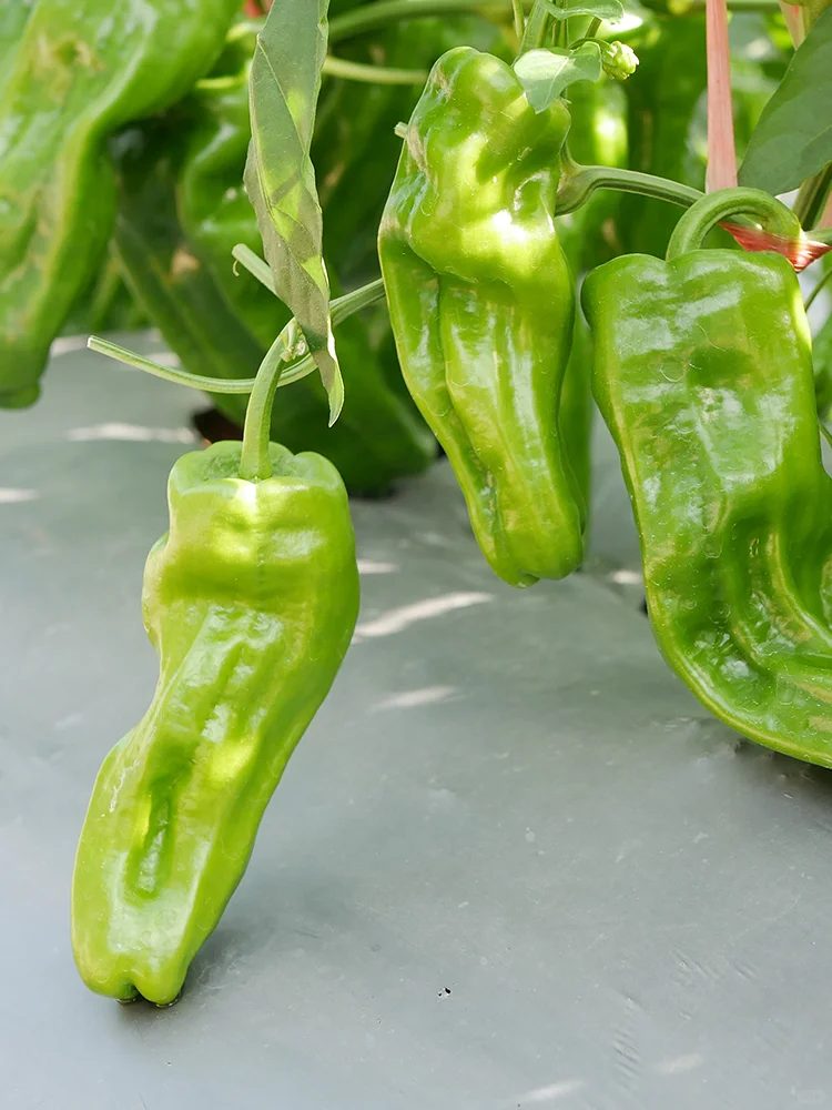 把握种菜黄金期，2月下旬到3月种这些蔬菜