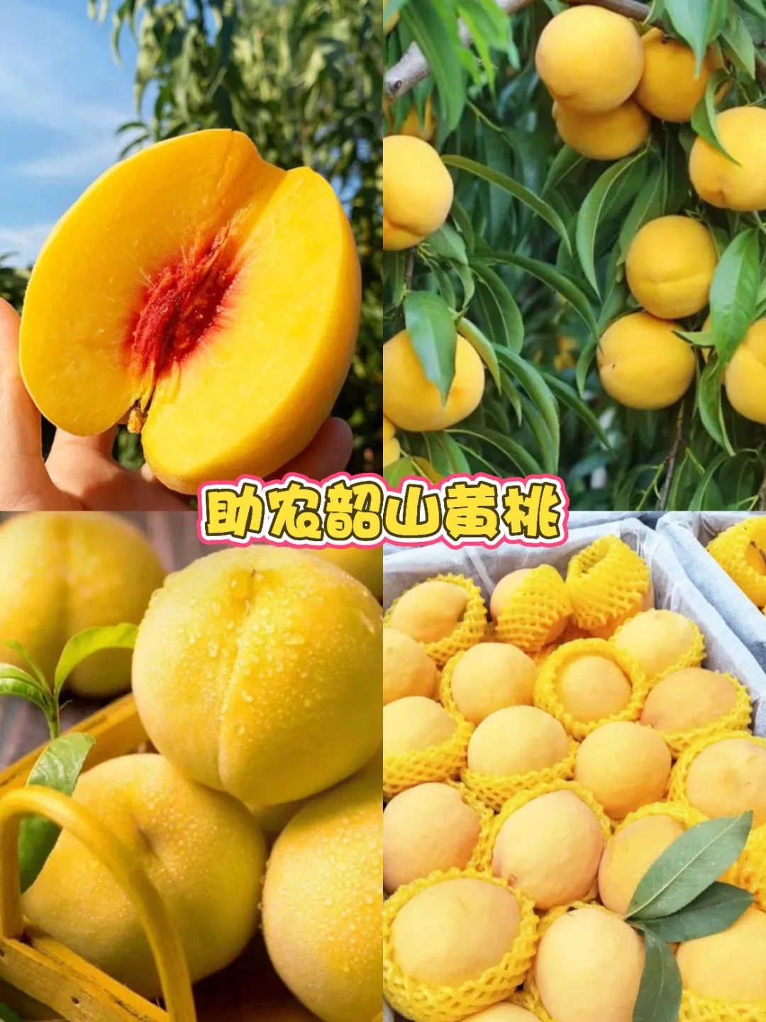 爱心助农行动！联系我们，传递爱心