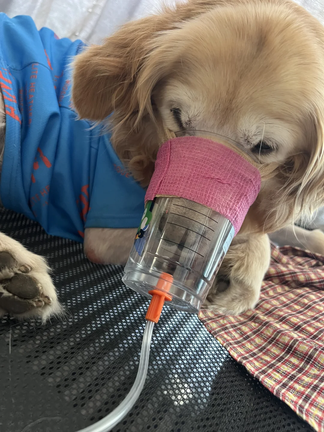 今天安排上制氧机了