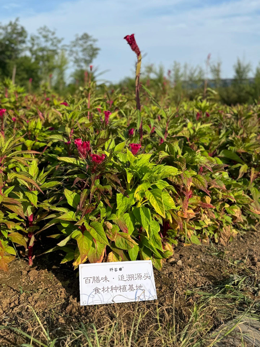 健康食品贴牌，代加工怎么找厂家？