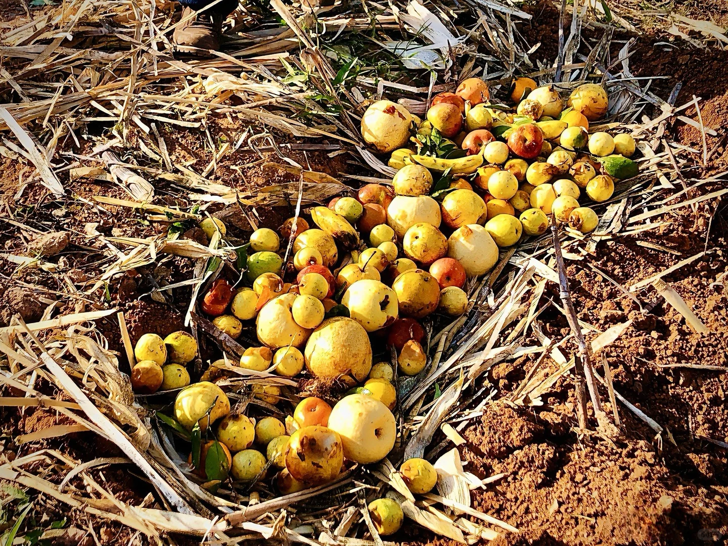 招募| 都市农夫.土壤修复工作坊，新手友好