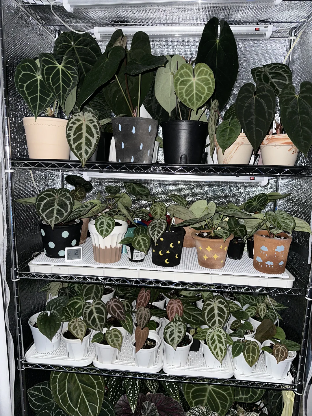 上海花烛过冬（抠搜版