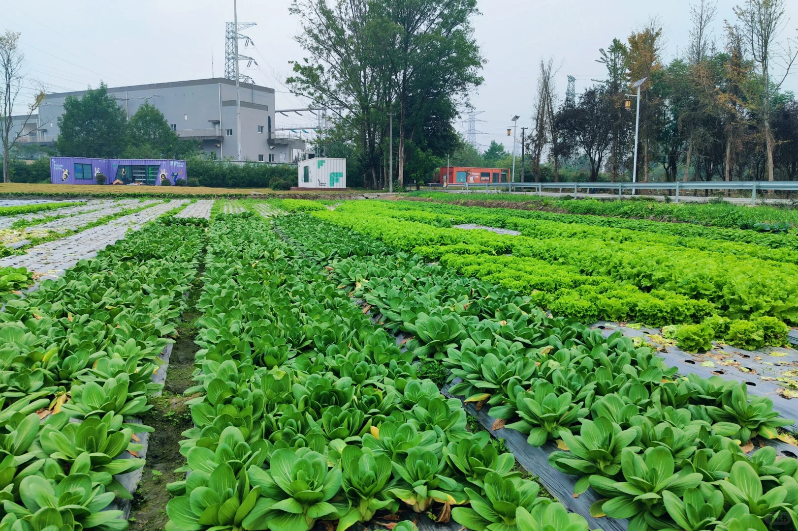 秋收系列||冬季叶菜大合集