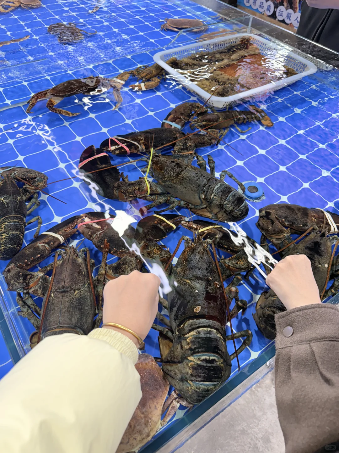 来威海就为了这一口!