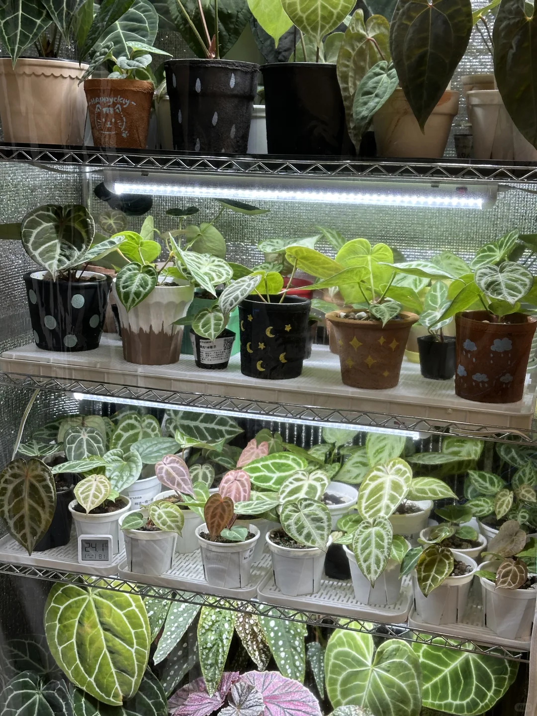 上海花烛过冬（抠搜版