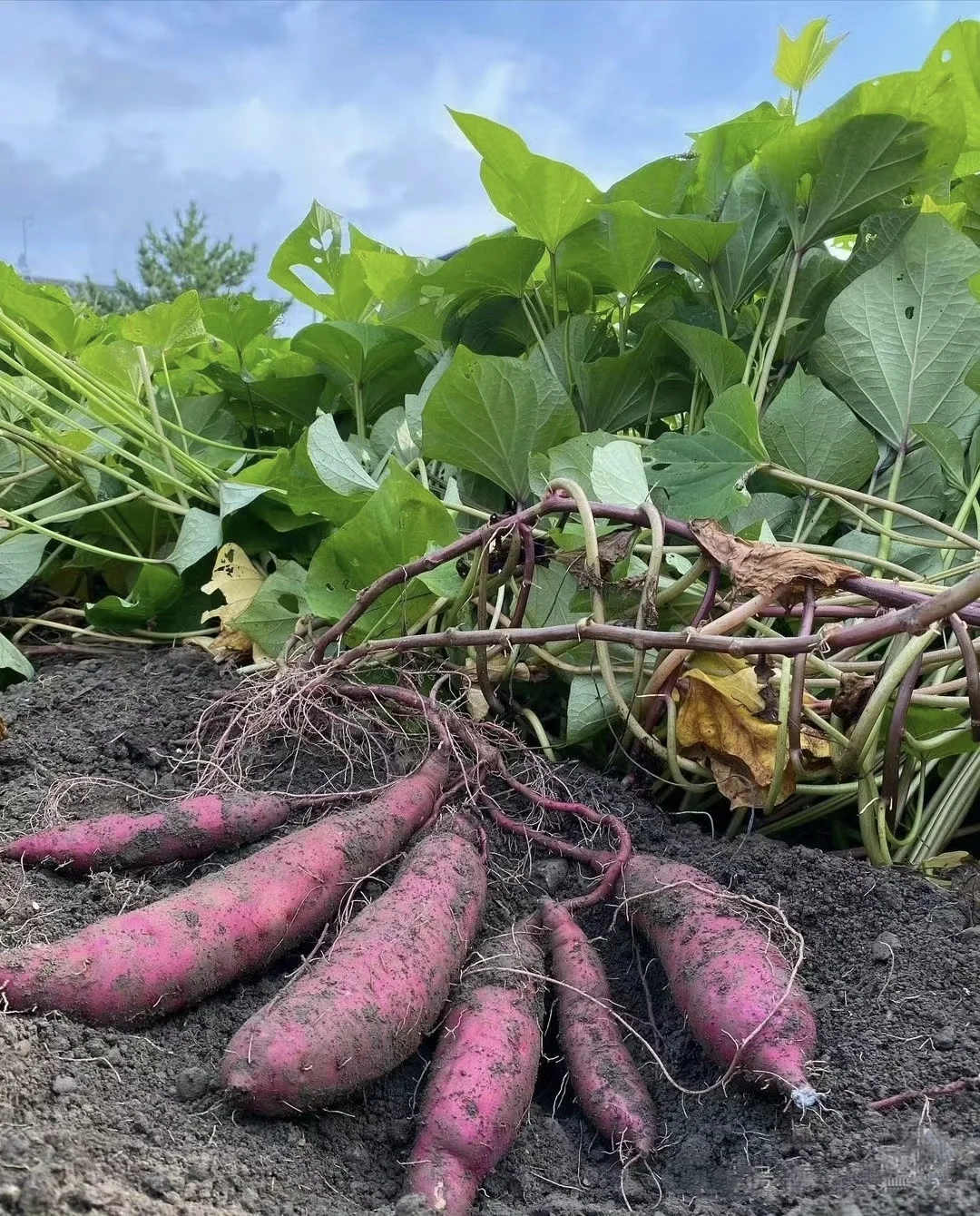 人间烟火气?田园风光美好又治愈?