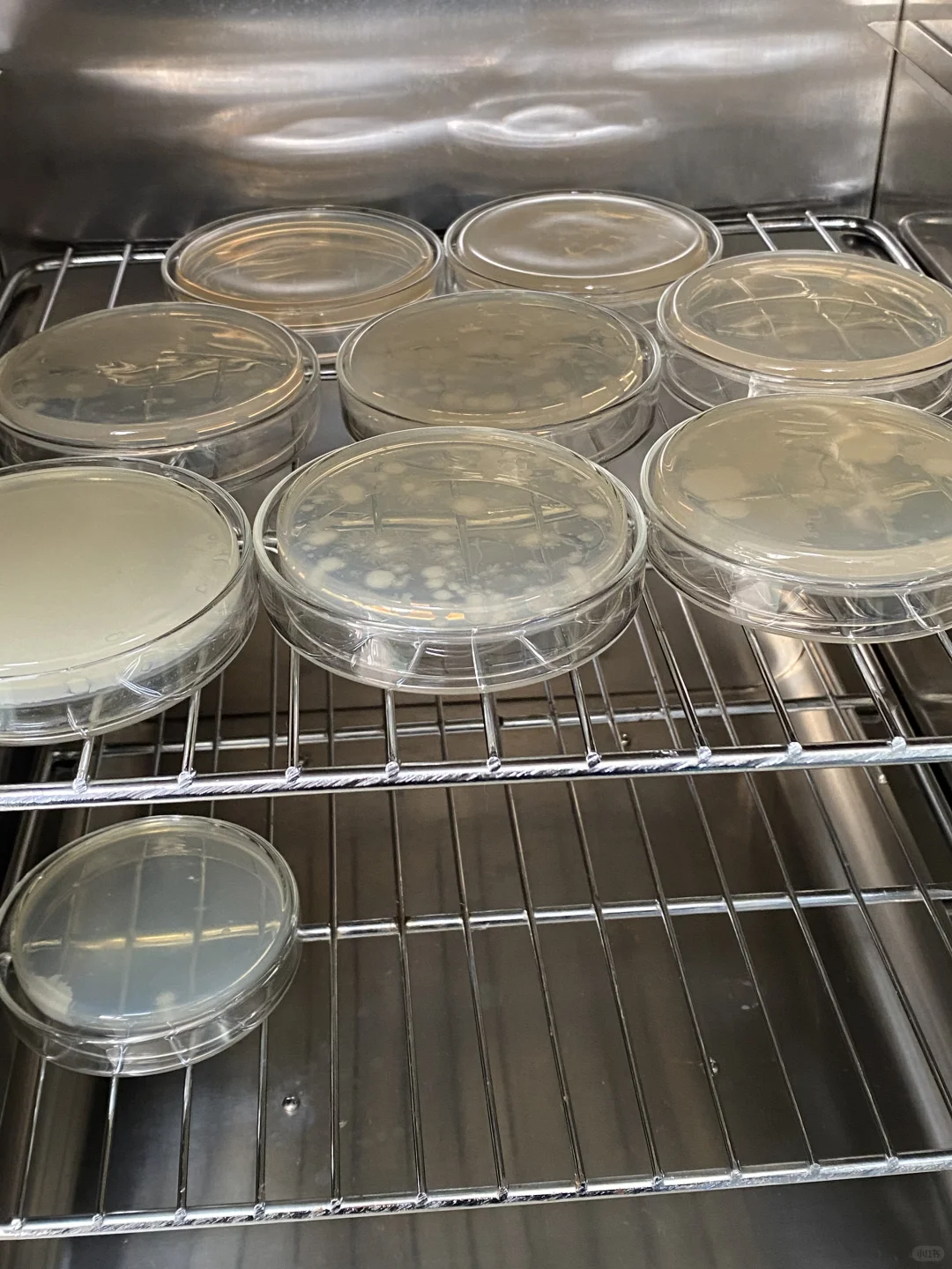 食品微生物菌落总数