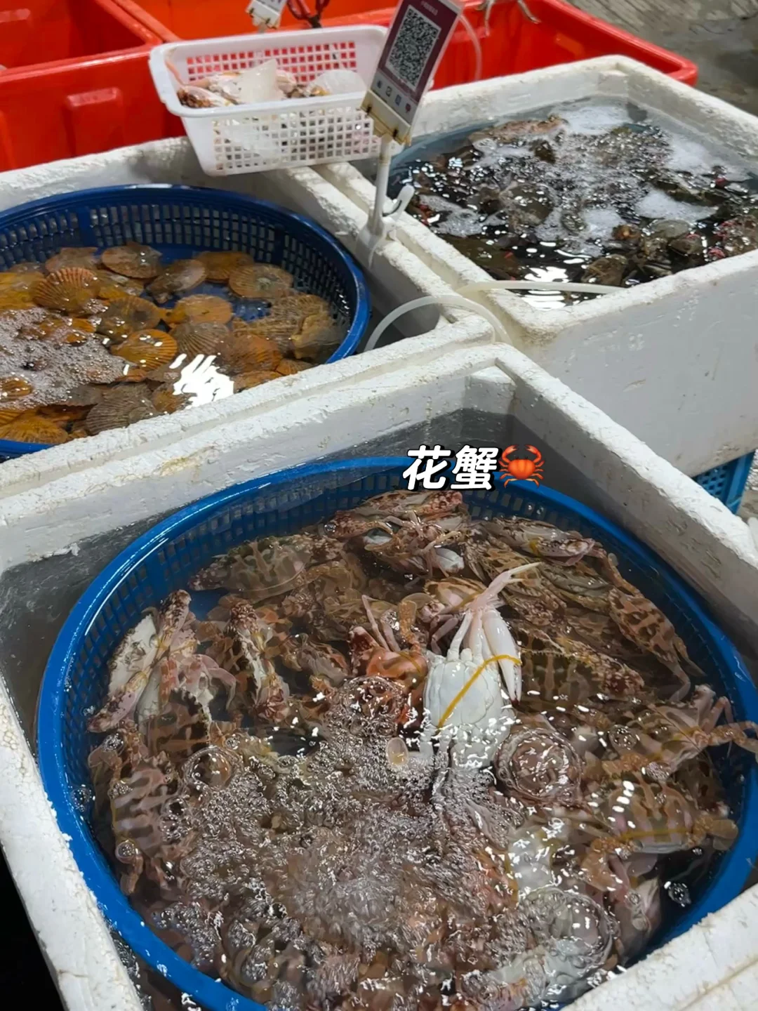 宁德新能源!居然藏着一个宝藏海鲜批发市场