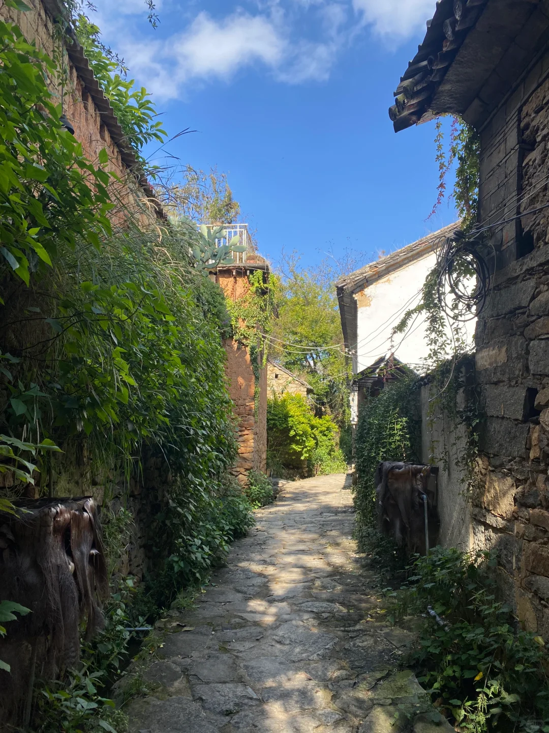 乡村市集逛不够?