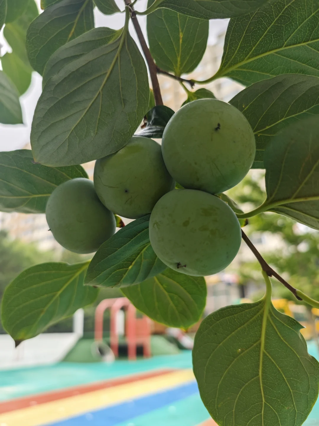 人间烟火气?田园风光美好又治愈?