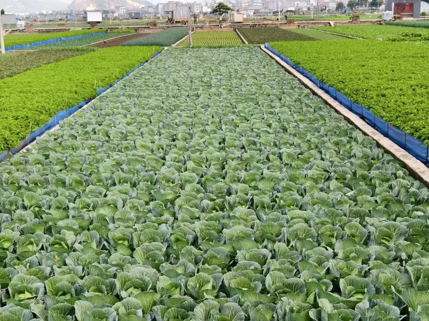 以新鲜品质，守护您的每一道美味